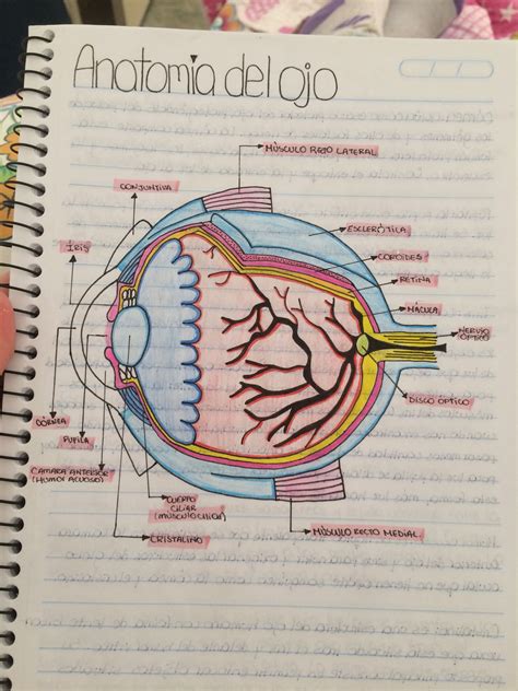 Ejercicio Explosivos Inconsistente Anatomia Del Ojo El Cuarto Fiesta