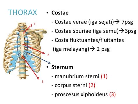 Jumlah Tulang Rusuk Manusia - misterdudu.com
