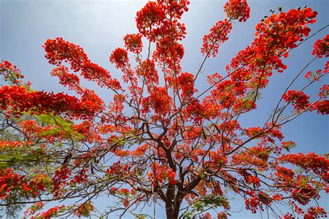 Delonix Regia Known As Flamboyan Stock Photo Download Image Now