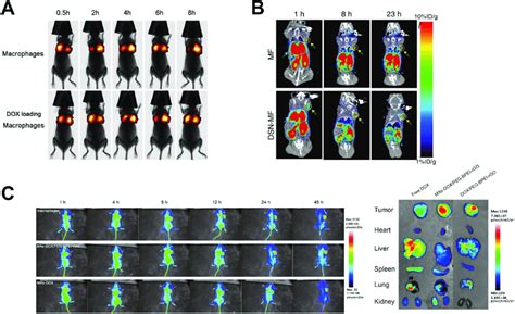 In Vivo Bio Distribution Of Different Macrophage Mediated Drug Delivery