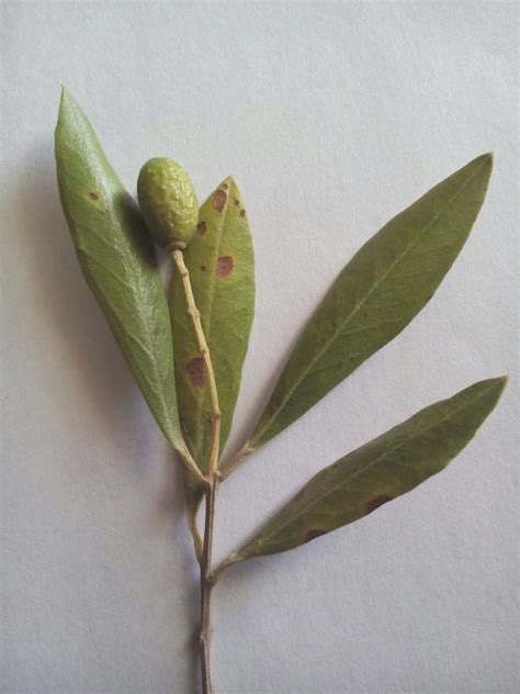 Cercospora Leaf Spot Of Olive Pests And Diseases