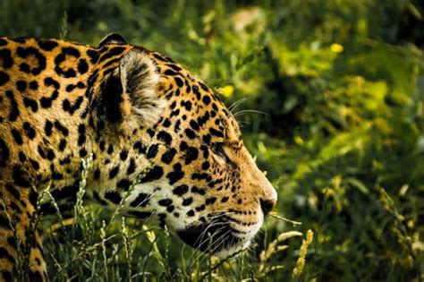 Encuentran A Jaguar Muerto En Carretera De Tamaulipas Habría Sido Atropellado El Mañana De