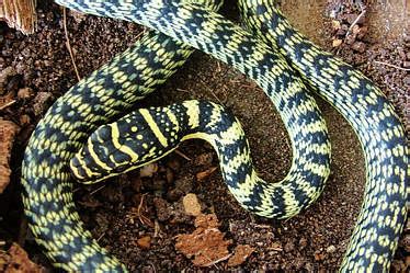 Golden Tree Snake (Chrysopelea ornata) | Thailand Snakes