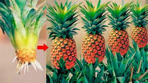 Tips For Growing Pineapple Super Fast From The Tops Discarded How To