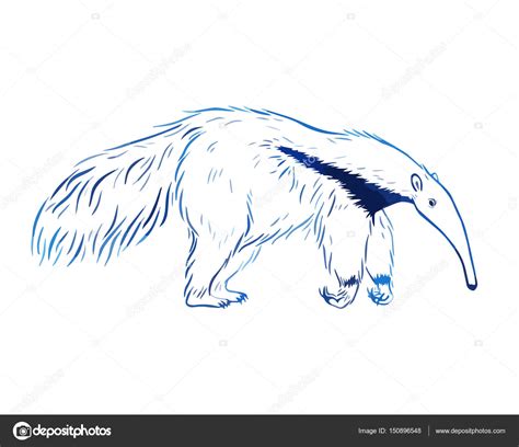 Anteater Drawing At Getdrawings Free Download