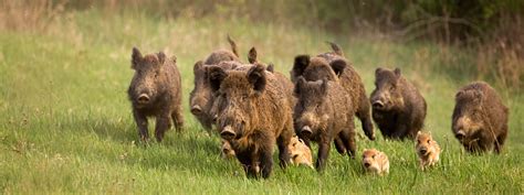 Le Sanglier Gibier De Chasse