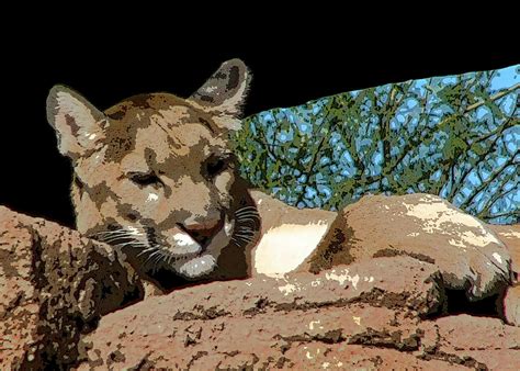 The Sentinel Photograph By Rhonda Mcdougall Fine Art America