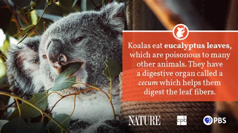 Koala Fact Sheet Blog Nature Pbs