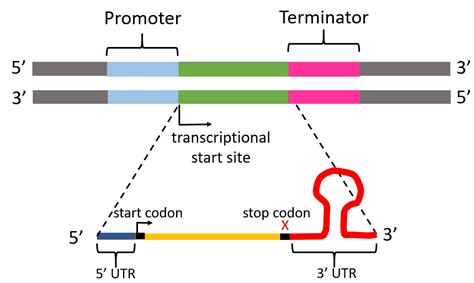 Bacterial Mrna Structure