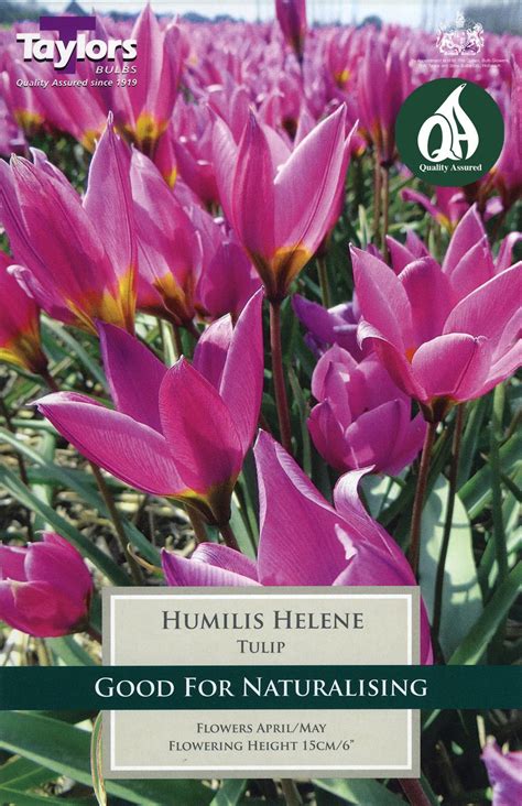 Tulip Humilis Helene - Merryhatton Garden Centre