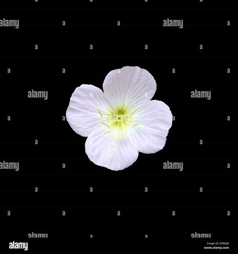 Pink Flower With Four Petals Closeup Isolated On Black Stock Photo Alamy