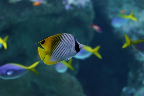 Poisson Papillon Cocher Chaetodon Auriga Threadfin Butte Flickr