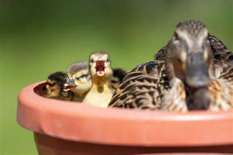 Mallard Duck Eggs