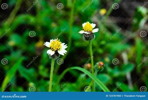 Tridax Procumbens Grass Flowers Herb Growing Up In The Garden At Home Looks Fresh And Beautiful