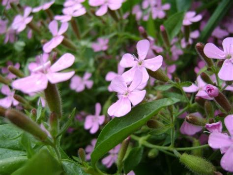 😃 Фотографии домашней цветущей фиалки в хорошем качестве