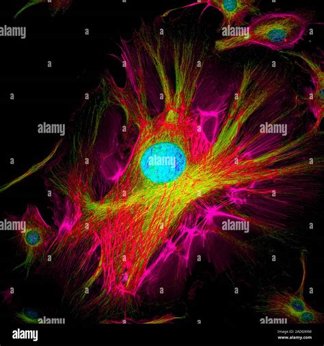 Cell Structure Confocal Light Micrograph Of Cultured Endothelial Cells A Fluorescent Dye Has