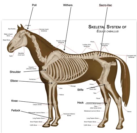 Equine Anatomy — Burlington Equine Veterinary Services