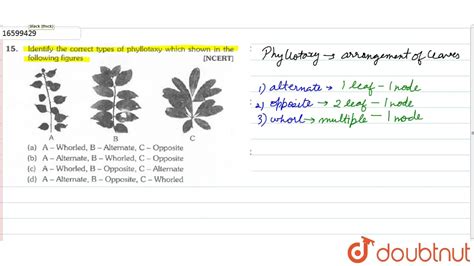 Identify The Correct Types Of Phyllotaxy Which Shown In The Following