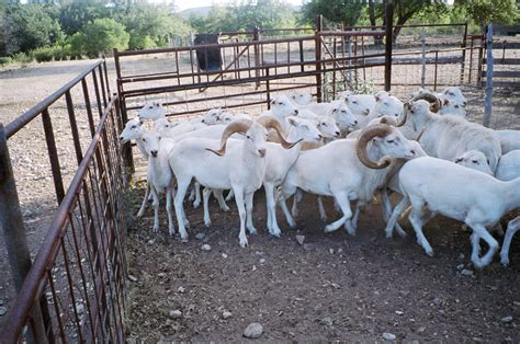 Exotic Trophy Sheep - Bar H Herndon Ranch