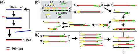 Nucleic Acid Transcription And Amplifications A Schematic Of A Cycle