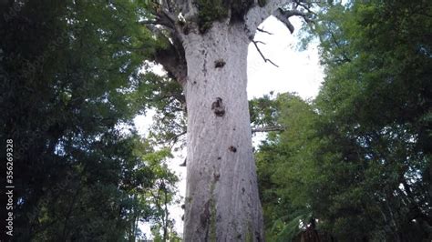 Video Stock 4k Bottom To Top Tilt Pan Motion Of The 2000 Year Old Kauri