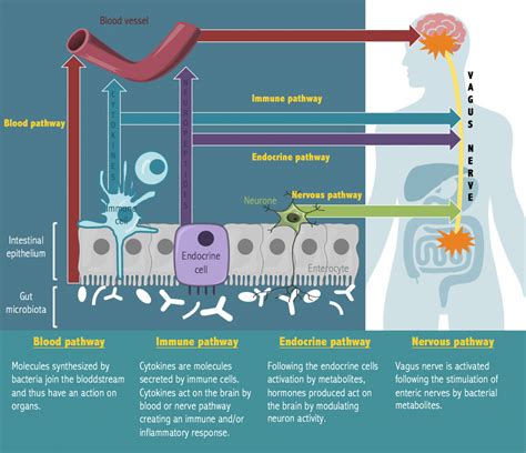 Brain Gut Axis Exden