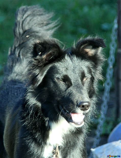 Cheerful Dog Free Image № 21854