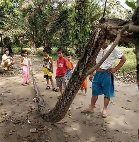 Un pitone di quasi 8 metri è stato ucciso e mangiato in Indonesia TPI