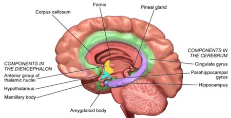 Clinical Presentations Memory Loss Dementia And Delirium Flashcards