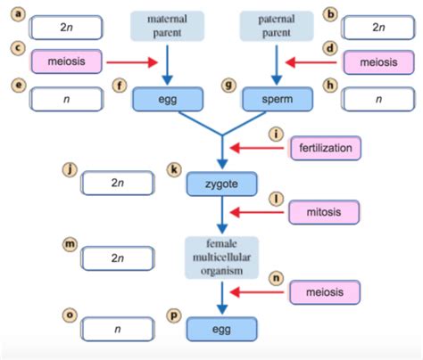 Biology Final Exam Review Flashcards Quizlet