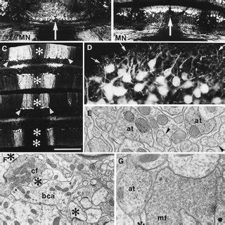 Targeting The Mouse ROR Locus A Schematic Representation Of The