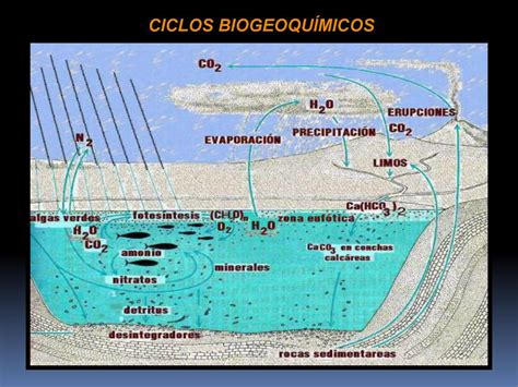 Ciclos BiogeoquÍmicos Prof Mauro Parolin Ppt Carregar