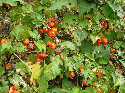 How to Grow and Care for Pumpkin on a Stick