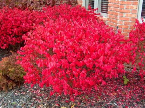 Euonymus Alatus ‘odom Little Moses Burning Bush Kiefer Nursery Trees Shrubs Perennials