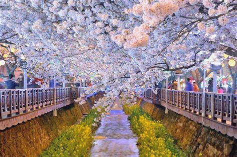 Jinhae, Korea - Korea Photo (42682511) - Fanpop