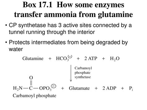 Ppt Chapter Amino Acid Metabolism Powerpoint Presentation Free