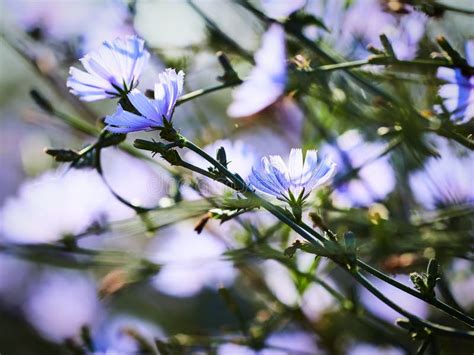 Chicory flowers stock photo. Image of colour, colourful - 100696252