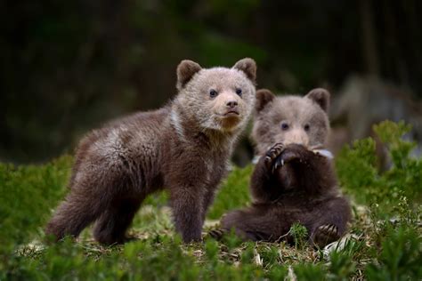 Ecco Come Stanno Crescendo I Due Cuccioli D Amarena Un Video Mostra Le