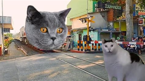 Busyet Kereta Apinya Ternyata Bisa Berubah Jadi Kucing Lucu Gaes