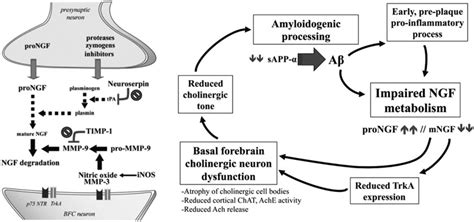 Left Schematic Representation Of The Biochemical Alterations Of The