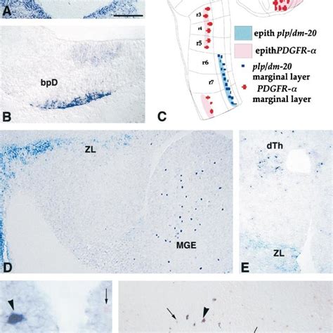 In The Developing Embryonic Mouse Brain PDGFR And Plp Dm 20 Are