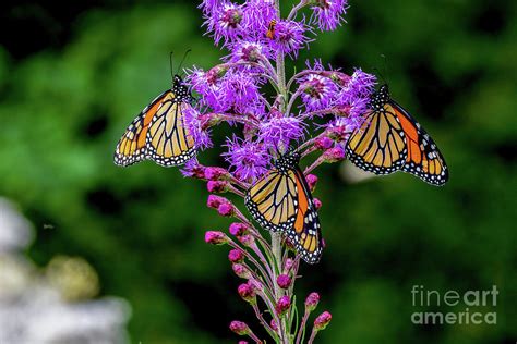 Monarchs On Blazing Star Photograph By Richard Chasin Fine Art America