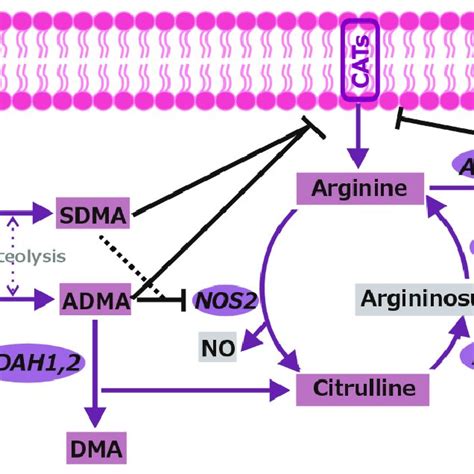 Expression Of Genes Associated With Arginine Metabolic Pathways In