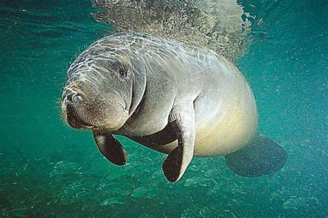 Pareja de manatíes huérfanos encuentran albergue en Seaquarium de Miami