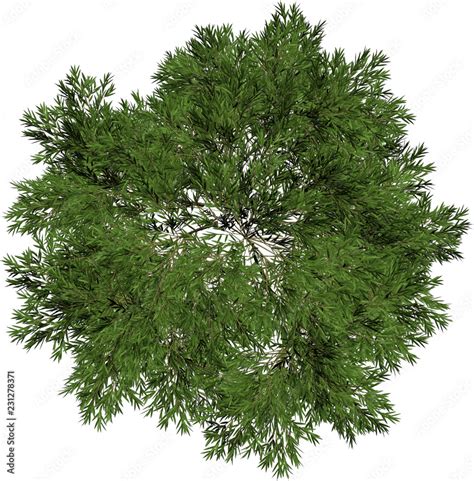 Plant and Tree top view / overhead symbols and icons isolated on white ...