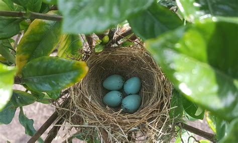 Chipping Sparrow Eggs