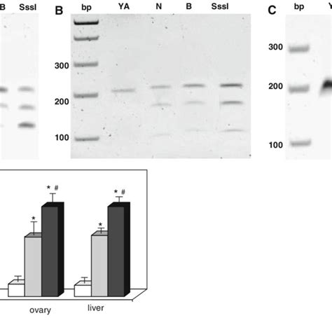 Analyzed promoter region of the Msh2 gene. (A) Numbers refer to the ...