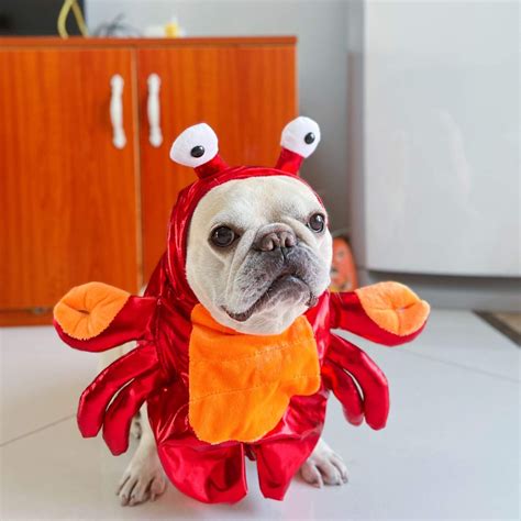 Dog Crab Halloween Costume | Dog Handmade Costume Shop – Frenchiely