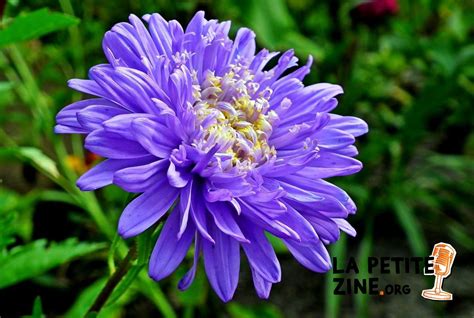 Les 30 Plus Belles Fleurs Bleues Pour Un Jardin Apaisant Lapetitezine Org