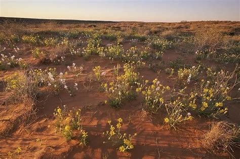 Wildflowers On A Red Sand Dune In The Simpson Desert